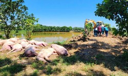 Dịch tả lợn Châu Phi phức tạp, Nghệ An chỉ cho tái đàn khi có xác nhận thú y