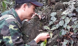 Lo&#224;i lan cực qu&#253; hiếm c&#243; nguy cơ tuyệt chủng