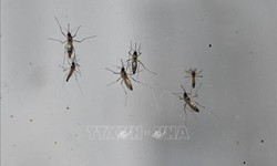 H&#224;ng ngh&#236;n ca mắc bệnh, Trung Quốc r&#225;o riết kiểm so&#225;t dịch Chikungunya