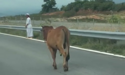B&#242; ‘tản bộ’ tr&#234;n cao tốc Vĩnh Hảo - Phan Thiết, t&#224;i xế th&#243;t tim tr&#225;nh va chạm