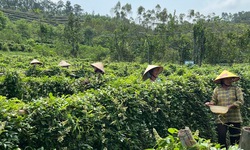 Trồng, chế biến v&#224; kinh doanh dược liệu qu&#253; theo chuỗi gi&#225; trị