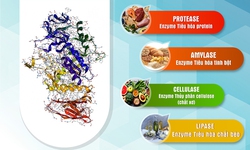 Men ti&#234;u h&#243;a uống khi n&#224;o? C&#225;ch uống men ti&#234;u h&#243;a đạt hiệu quả tốt