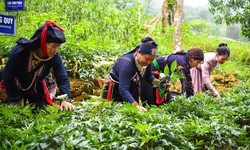 X&#226;y dựng thương hiệu dược liệu Việt Nam: Chuẩn h&#243;a, chế biến v&#224; hướng ra thị trường