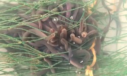 Mô hình nuôi lươn không bùn đem lại hiệu quả kinh tế cao ở Cần Thơ