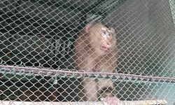 Lo&#224;i động vật qu&#253; hiếm l&#244;ng m&#224;u n&#226;u x&#225;m bất ngờ đi lạc v&#224;o vườn nh&#224; d&#226;n