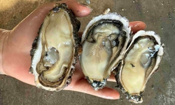 Top những thực phẩm giàu sắt cho mẹ bầu dễ tìm và dễ ăn