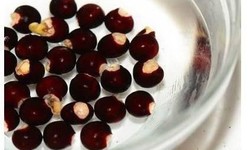 C&#226;y nh&#227;n trị những bệnh g&#236;?