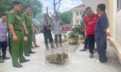 Đi l&#224;m nương, ph&#225;t hiện động vật qu&#253; hiếm trong bao tải vứt ven đường