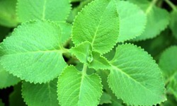 B&#237; quyết dưỡng sinh trong m&#249;a thu