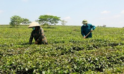 Th&#225;i Nguy&#234;n: Tỷ lệ hộ ngh&#232;o giảm mạnh, hướng tới mục ti&#234;u ph&#225;t triển bền vững