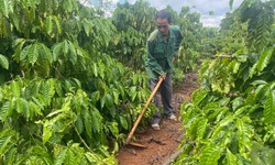 Đa dạng sinh kế cho hộ ngh&#232;o ở L&#226;m Đồng vươn l&#234;n tho&#225;t ngh&#232;o bền vững