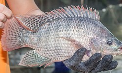 Thực hư thông tin ăn cá rô phi gây nguy hại sức khỏe đang lan truyền trên mạng