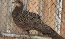 Người dân tự nguyện giao nộp loài gà nguy cấp, quý hiếm
