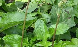 Loài rau mọc hoang như cỏ dại nhưng lại có tác dụng quý chữa bệnh