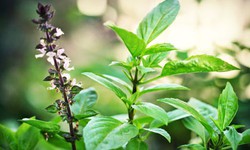 3 hỗn hợp xông hơi giảm nghẹt mũi và đau họng