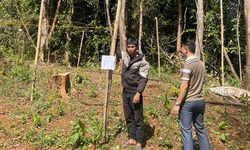 Khởi tố nam thanh niên lén trồng 763 cây cần sa trong rừng