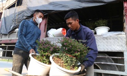 Hoa, cây cảnh tấp nập ven quốc lộ Nghệ An chờ người mua