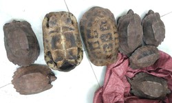 Người dân tự nguyện giao nộp 8 cá thể rùa quý hiếm
