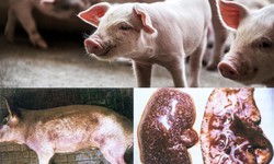 Điều gì xảy ra khi ăn phải thịt lợn bị dịch tả châu Phi?