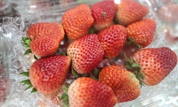 Dâu tây Sơn La 'nhuộm đỏ' chợ Việt