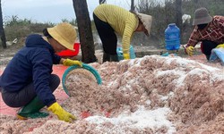 Trúng đậm mùa ruốc, ngư dân Quảng Trị thu về cả triệu đồng