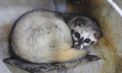 Bỏ phố về quê, làm giàu từ mô hình nuôi động vật hoang dã