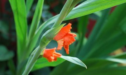 'Điều khiển' hoa lay ơn nở đúng Tết và cách nhận diện cành hoa đẹp