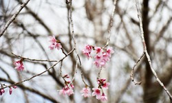 Mãn nhãn với sắc hoa anh đào đang nở rộ ở Măng Đen