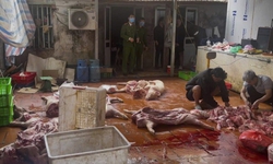 Khởi tố nhóm thu mua lợn chết, nhiễm dịch tả châu Phi bán ra thị trường