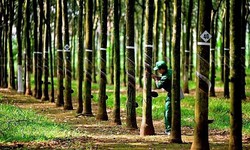 Cổ phiếu PHR được khuyến nghị mua