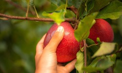 Nghệ thuật thưởng thức táo Pháp: ăn sống, nấu ăn, làm bánh và pha chế