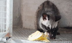 Hàng ngàn cá thể động vật rừng nguy cấp, quý hiếm được gây nuôi tại Quảng Trị