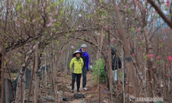 Cận Tết, người Hà Nội rộn ràng đi chọn đào, mua quất