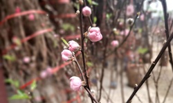 Đào rừng xuống phố, 'lộc núi' tiền triệu hút người chơi Tết