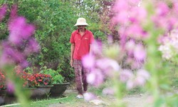 Làng hoa Đà Nẵng hồi sinh sau lũ lịch sử, rực rỡ sắc xuân 