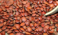 Toan táo nhân – vị thuốc an thần, dưỡng tâm, hỗ trợ điều trị mất ngủ