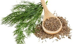 Loại rau gia vị bán khắp chợ không ngờ lại có nhiều tác dụng quý