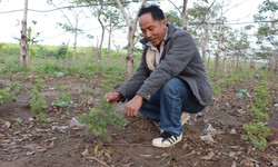 Trồng dược liệu dưới tán cây lâu năm mang lại sinh kế bền vững cho người dân