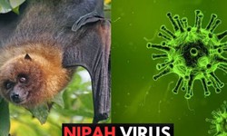 Bộ Y tế hoả tốc nhắc các cơ sở khám chữa bệnh chủ động phòng chống bệnh do virus Nipah
