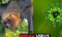 Bộ Y tế yêu cầu sẵn sàng đáp ứng các sự cố lây truyền bệnh 
của virus Nipah có thể xảy ra do thực phẩm