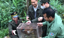 Rừng tự nhiên ở Huế ghi dấu sự hiện diện của nhiều loài động vật quý hiếm