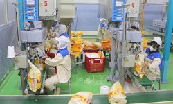 Giá lúa gạo trong nước ổn định, giao dịch trầm lắng