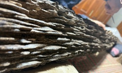 Khúc gỗ quý hiếm được trả giá hơn 600 triệu đồng gia chủ chưa bán