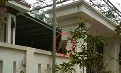 Video khỉ đuôi lợn vào nhà dân tấn công khiến người phụ nữ bị khâu 15 mũi