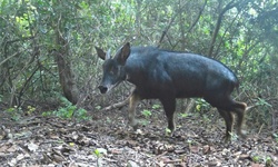 Phát hiện hai mẹ con loài sơn dương đang thảnh thơi đi dạo trong rừng