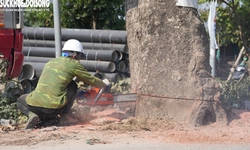 Cận cảnh loạt cây cổ thụ được chặt hạ phục vụ dự án mở rộng đường 50m tại Hà Nội