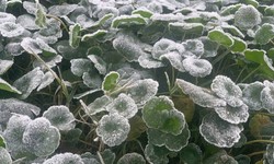 Vùng biên Nghệ An rét kỷ lục, xuất hiện băng giá