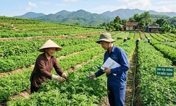 Đẩy mạnh công nghệ, chuyển đổi số, hiện đại hóa y học cổ truyền Việt Nam