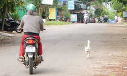 Ám ảnh chó thả rông, người đi đường vừa sợ bị cắn vừa lo tai nạn