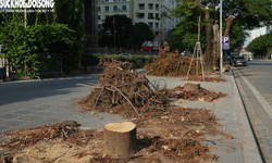 Chặt hạ loạt cây xanh để làm hầm chui qua Vành đai 3